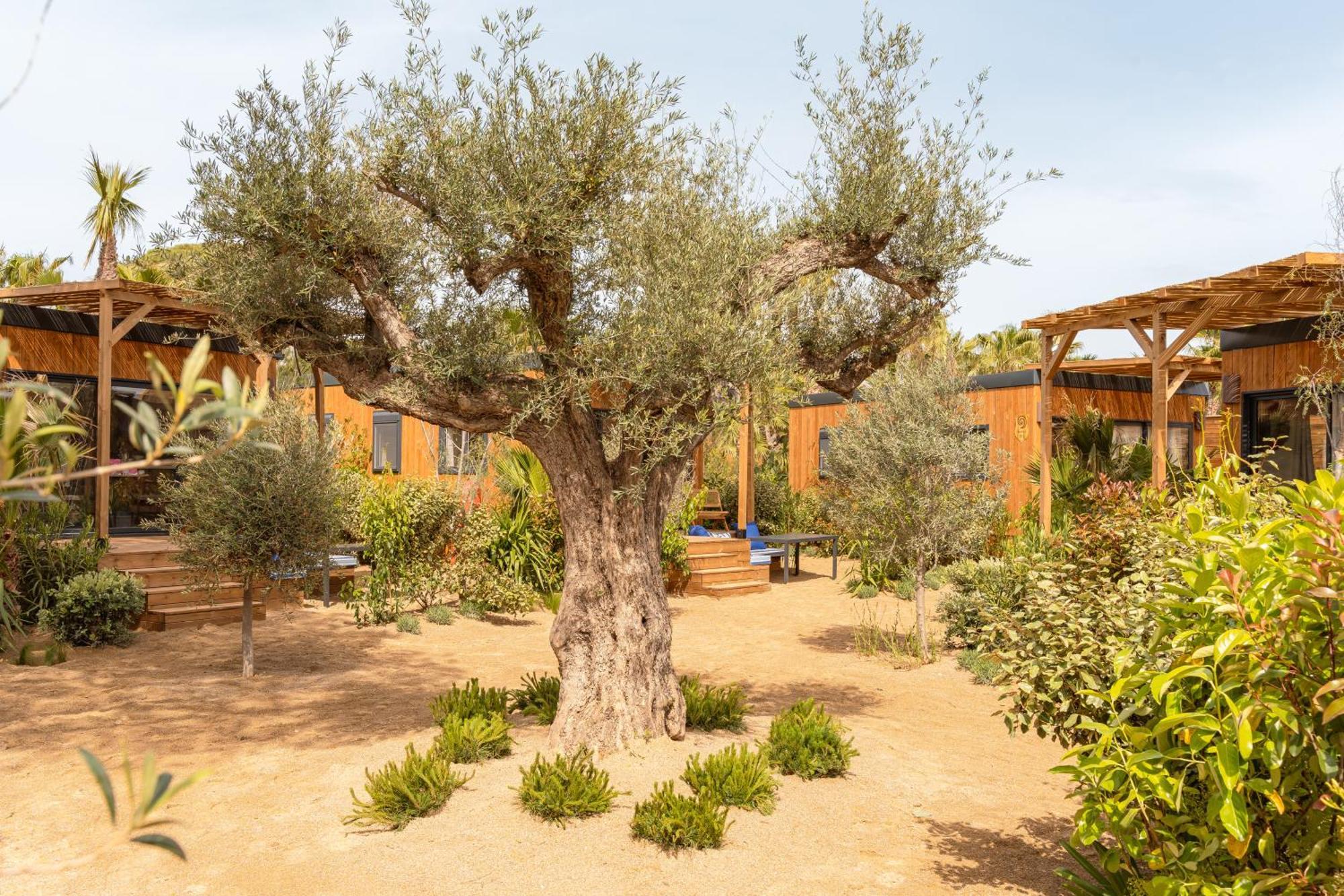 金羊毛酒店 拉马蒂埃勒 外观 照片 Olive trees in the garden of the hotel